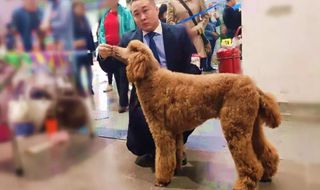 寵物港攜百萬NGKC超級聯(lián)賽中勇奪冠