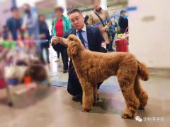 寵物港攜百萬NGKC超級聯(lián)賽中勇奪冠